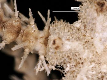 Media type: image; Invertebrate Zoology OPH-2012
